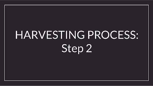 Step 2: Harvesting Process